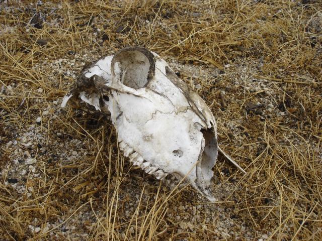 image Cabeza de oveja