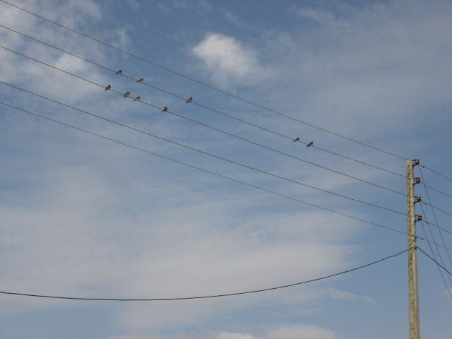 image Pájaros posados en cables
