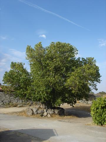 image Moral en Cozcurrita, Fariza de Sayago, Zamora