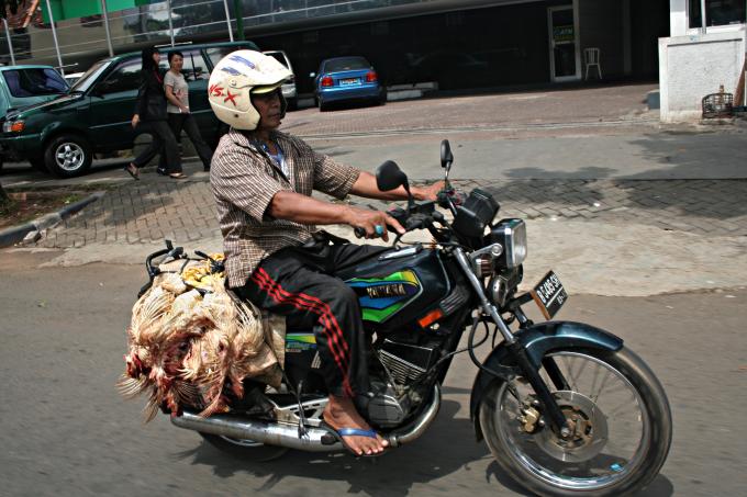 image Llevando pollos al mercado, Jakarta, Java, Indonesia