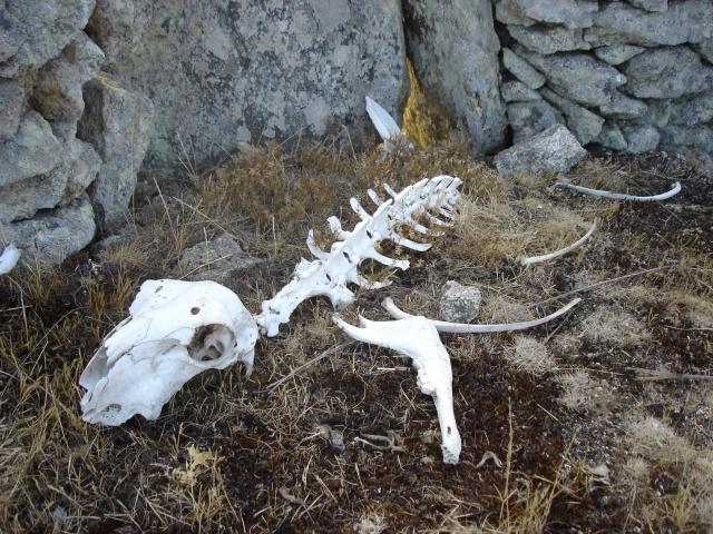 image Esqueleto de ovino
