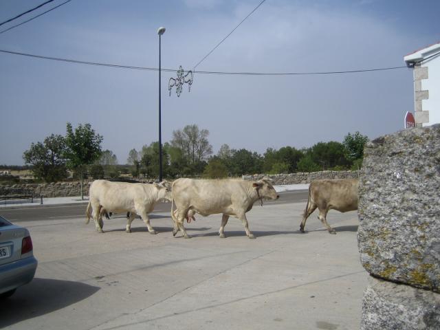 image Vacas por una calle de Bermillo de Sayago, Zamora