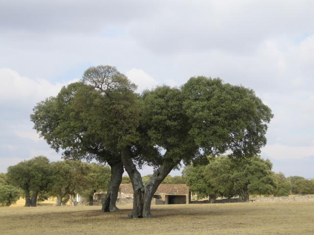 image Encina en la comarca de Sayago, Zamora