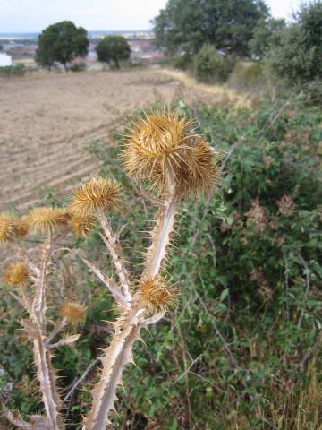 image Cardo en la comarca de Sayago, Zamora