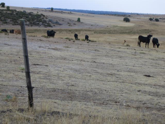 image Vacas de raza sayaguesa, Zamora