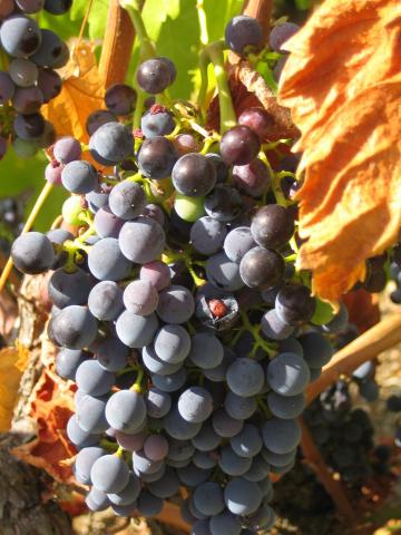 image Racimo de uvas, Fermoselle, Zamora