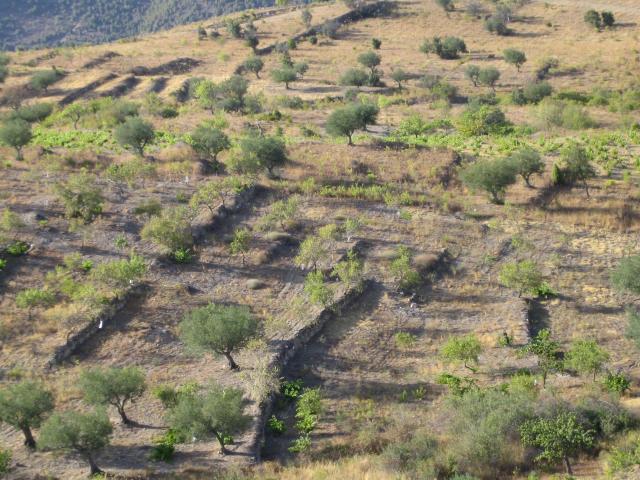 image Viñas y olivos en Fermoselle, Sayago, Zamora