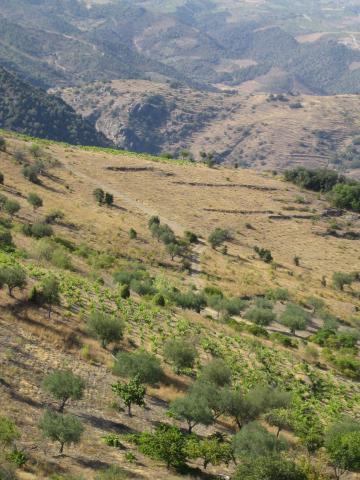 image Viñas y olivos en Fermoselle, Sayago, Zamora