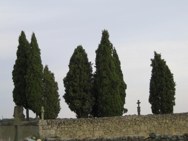 image Cipreses del cementerio, Roelos de Sayago, Zamora