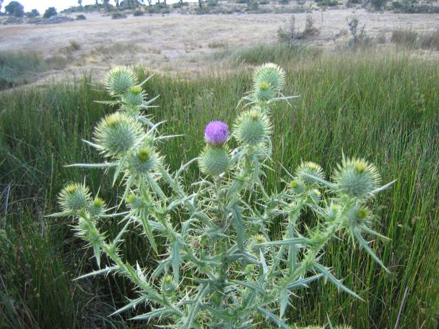 image Cardo en la comarca de Sayago, Zamora