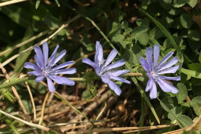 image Achicoria (Cichorium intybus)