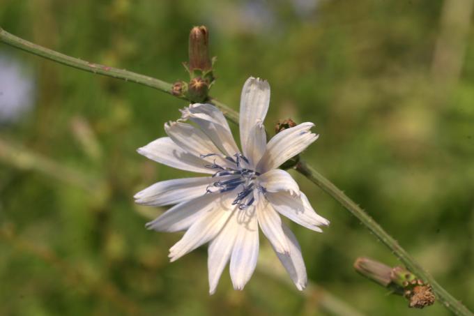 image Achicoria (Cichorium intybus)