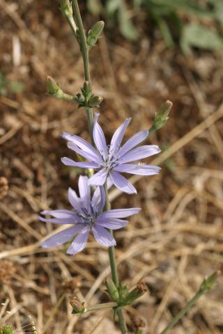 image Achicoria (Cichorium intybus)