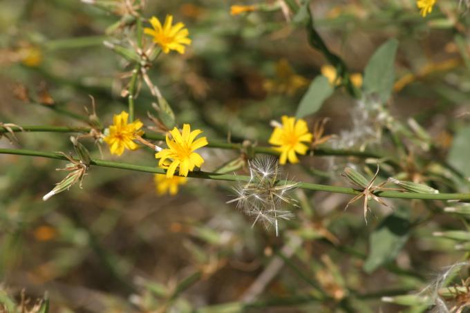 image Achicoria dulce (Chondrilla juncea)