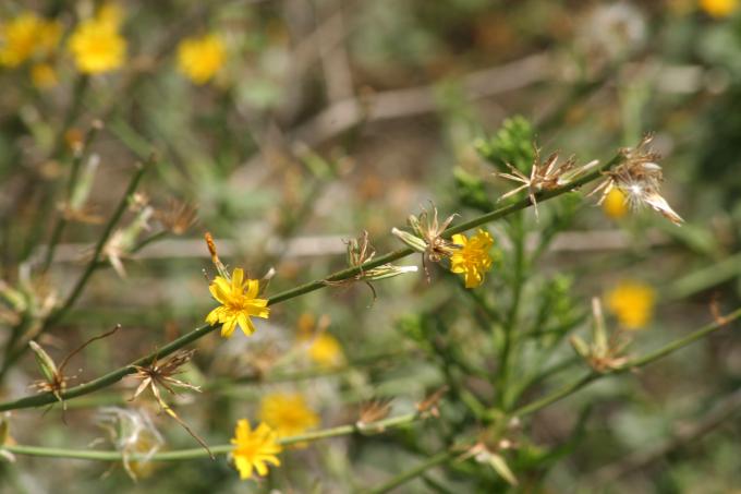 image Achicoria dulce (Chondrilla juncea)