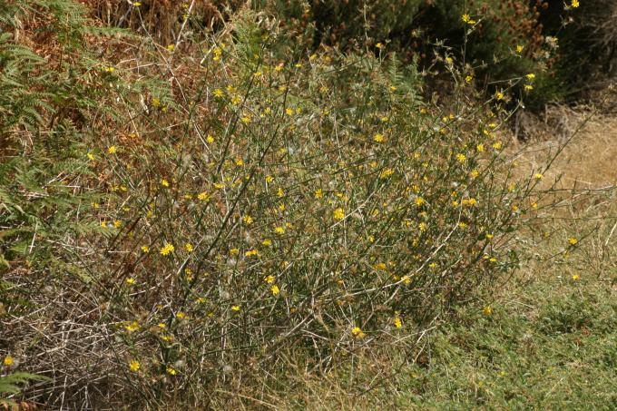 image Achicoria dulce (Chondrilla juncea)