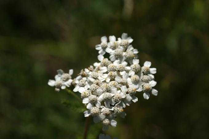 image Milenrama (Achillea millenfolium)