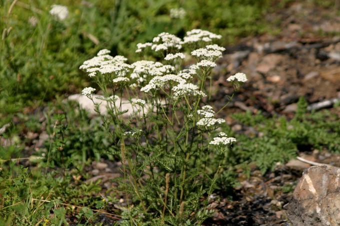image Milenrama (Achillea millenfolium)