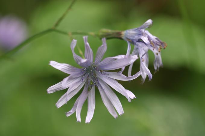 image Cicerbita alpina