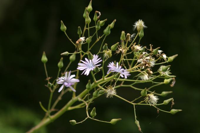 image Cicerbita alpina