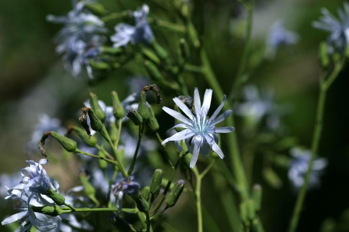image Chicoina azul (Cicerbita plumieri)