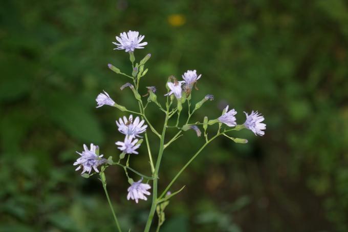 image Chicoina azul (Cicerbita plumieri)