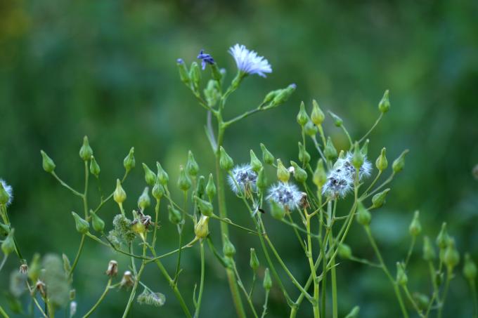 image Chicoina azul (Cicerbita plumieri)