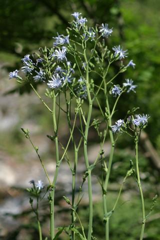 image Chicoina azul (Cicerbita plumieri)
