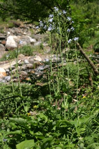 image Chicoina azul (Cicerbita plumieri)