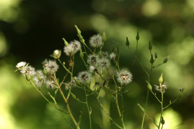 image Chicoina azul (Cicerbita plumieri)