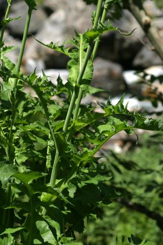 image Chicoina azul (Cicerbita plumieri)