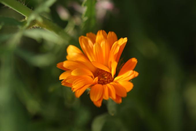 image Caléndula o Maravilla (Calendula officinalis)