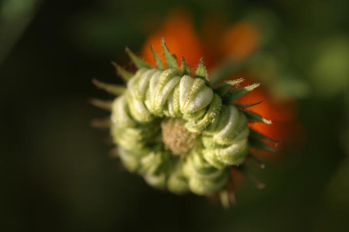 image Caléndula o Maravilla (Calendula officinalis)