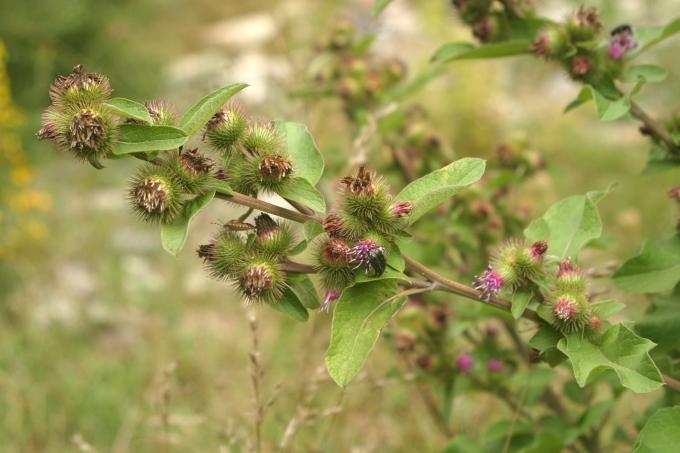 image Lampazo (Arctium lappa)