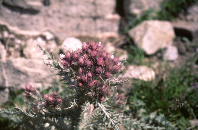 image Falsa carlina (Carduus carlinoides)