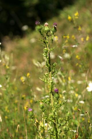 image Cardo de burro (Carduus crispus)