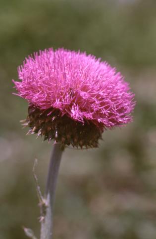 image Cardo (Carduus platypus)
