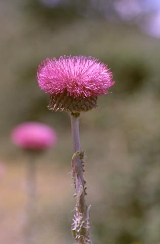 image Cardo (Carduus platypus)