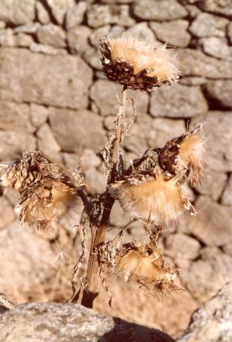 image Cardo (Carduus platypus)