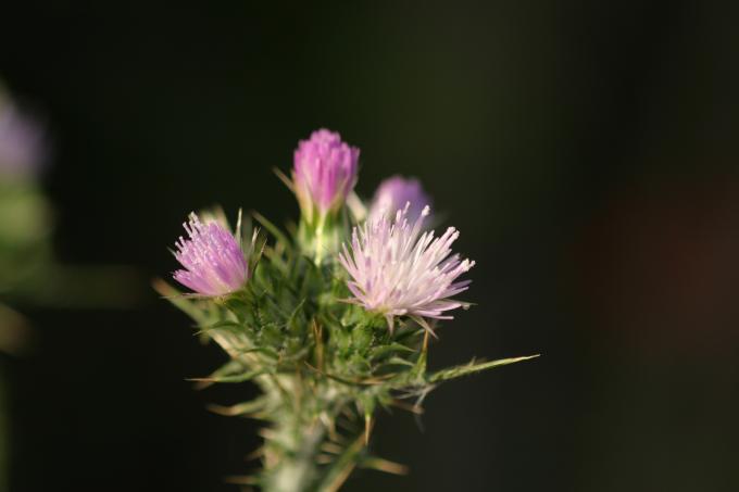 image Cardo (Carduus tenuiflorus)
