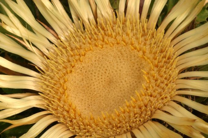 image Cardo sol (Carlina acanthifolia)
