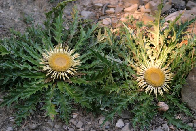 image Cardo sol (Carlina acanthifolia)