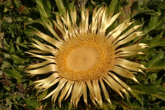 image Cardo sol (Carlina acanthifolia)