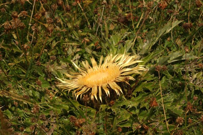 image Cardo sol (Carlina acanthifolia)