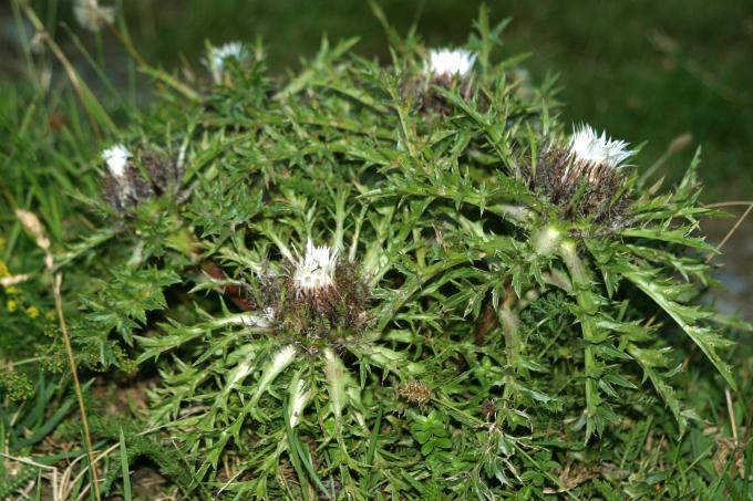 image Carlina angélica (Carlina acaulis)