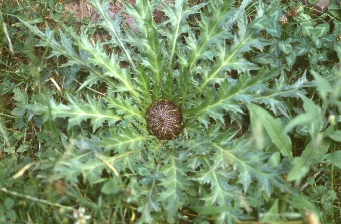 image Carlina angélica (Carlina acaulis)