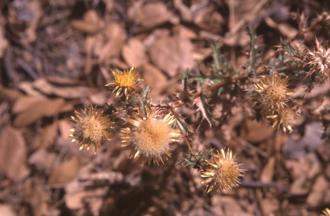 image Cardo cuco (Carlina corymbosa)
