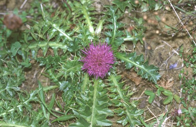 image Mancaperros (Cirsium acaule)
