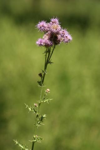 image Cardo cundidor (Cirsium arvense)