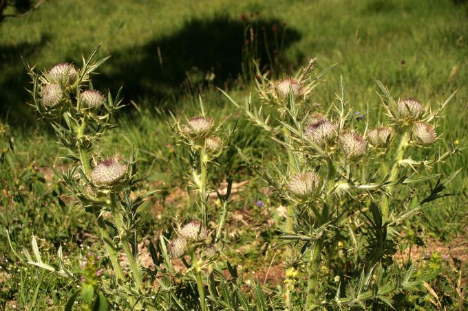 image Cardo lanudo (Cirsium eriophorum)